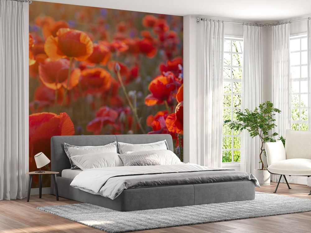 Klaprozen en korenbloemen