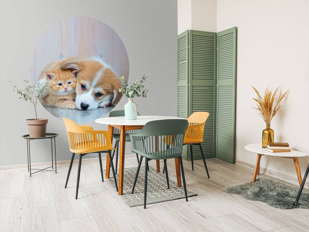 Poezen behang. Foto van een poesje en puppy.