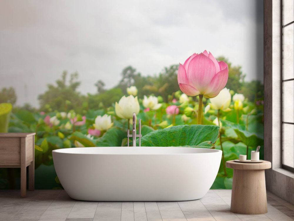 Roze en witte lotusbloemen