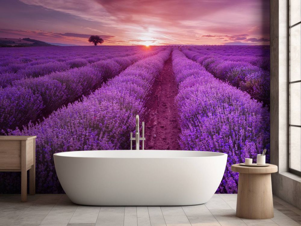 Veld met Lavendel en zon