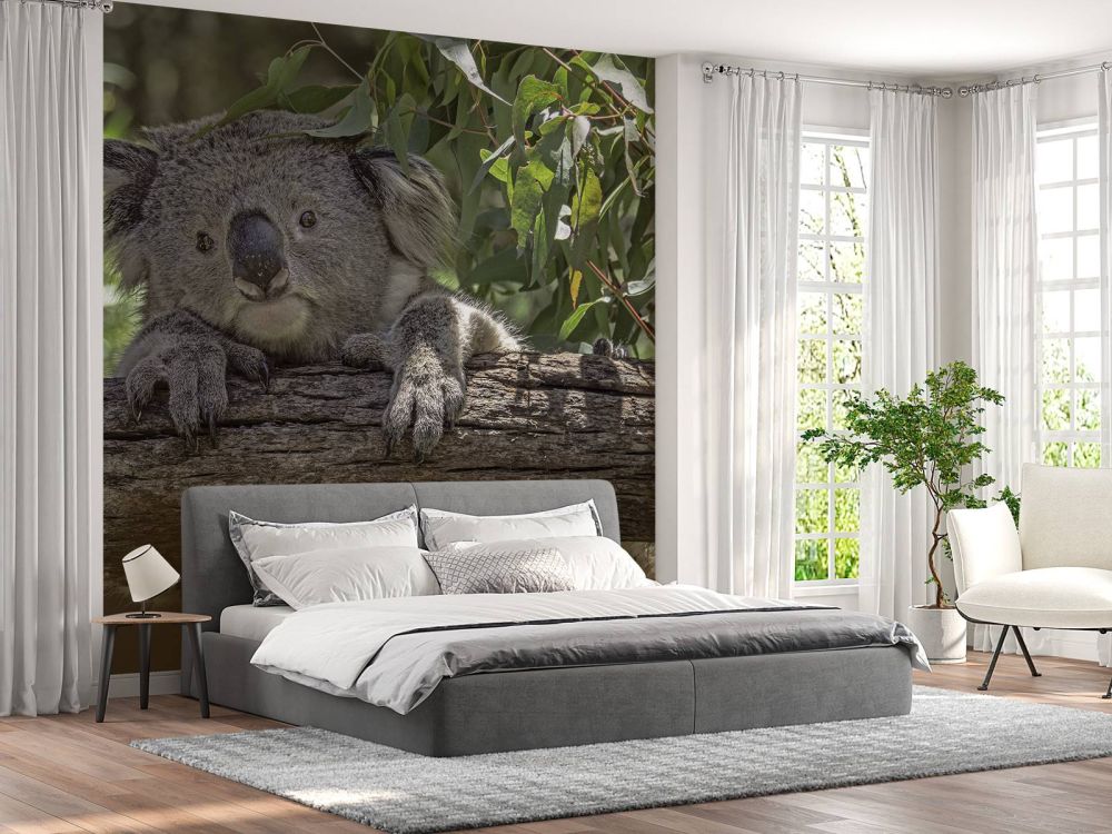 Schattige koala