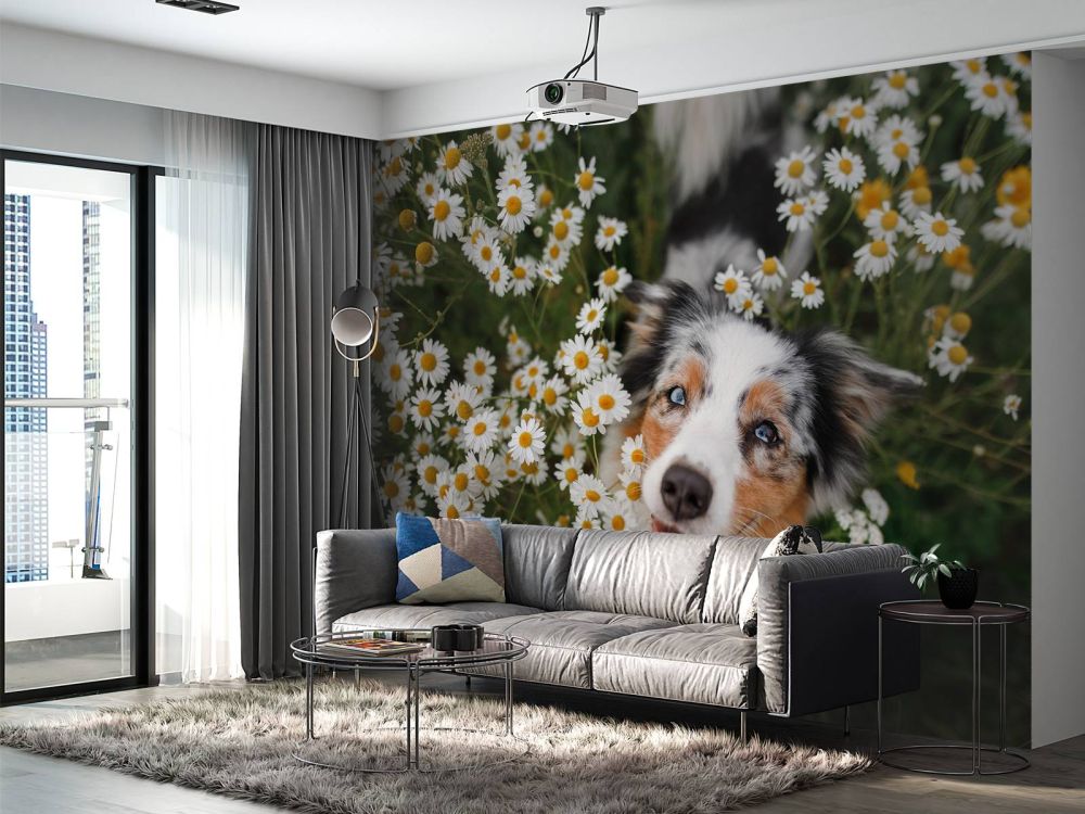 Australische herder tussen de bloemen