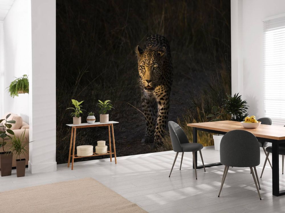 Luipaard met zonsondergang