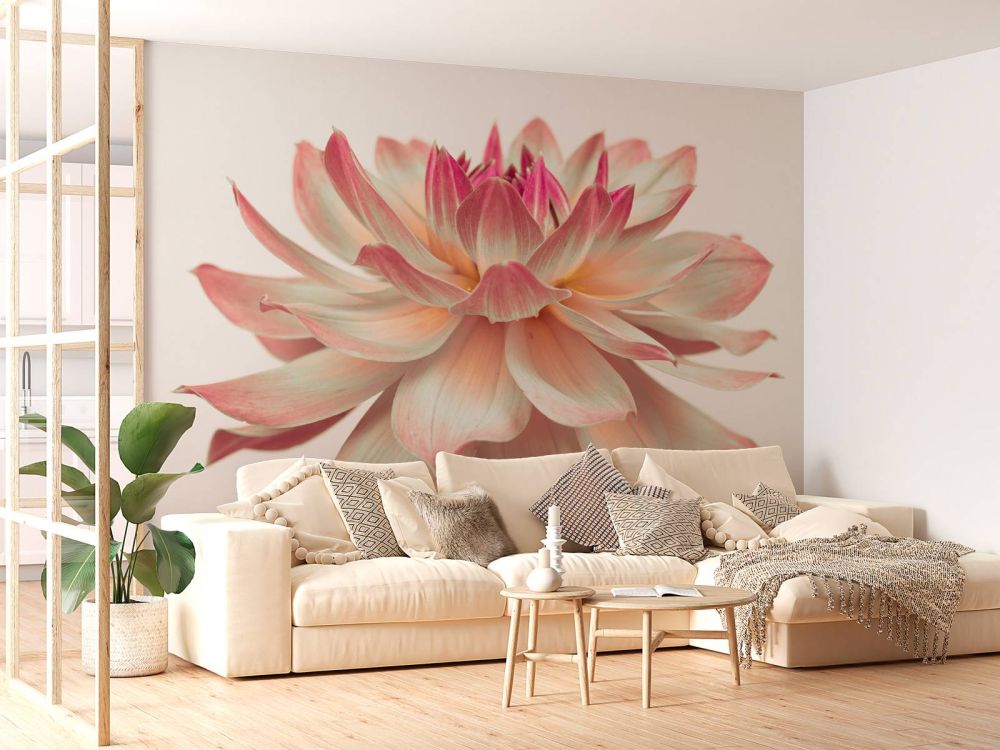 Dahlia bloem