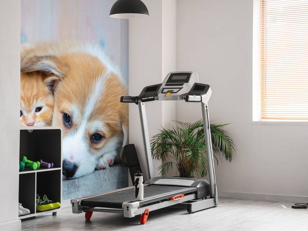 Poezen behang. Foto van een poesje en puppy.