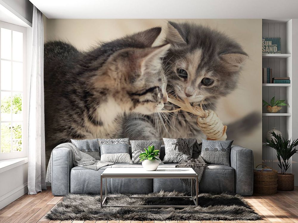 Spelende kittens