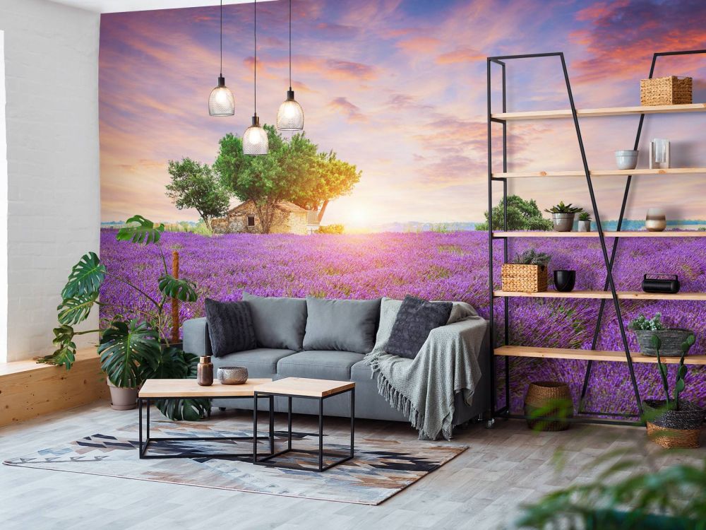 Lavendelveld tijdens zonsopkomst