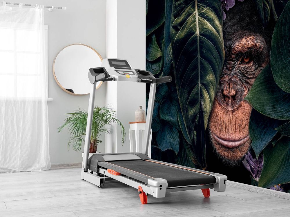 Jungle Chimpanzee