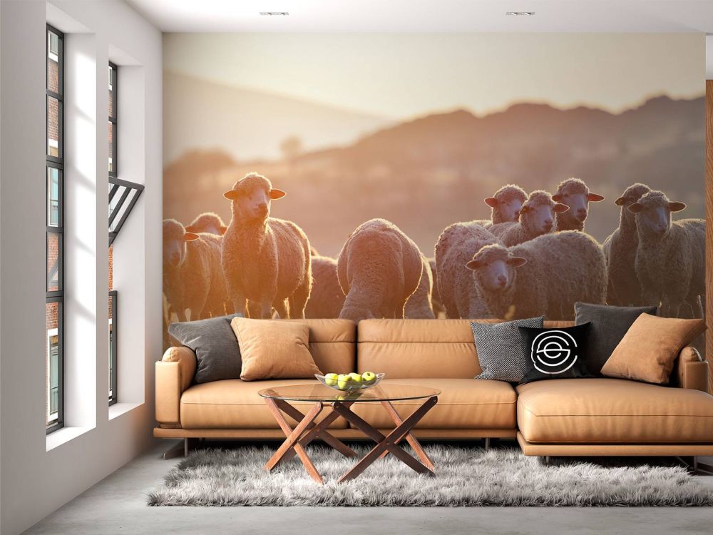 Opkijkende schapen
