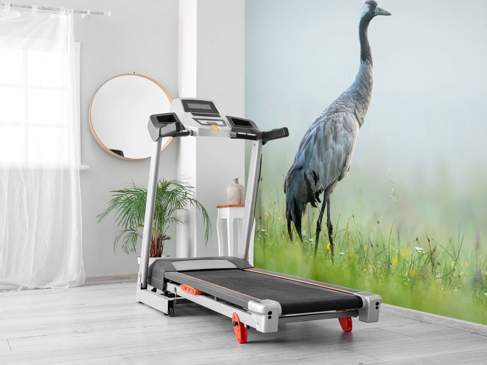 Kraanvogel in de ochtendmist