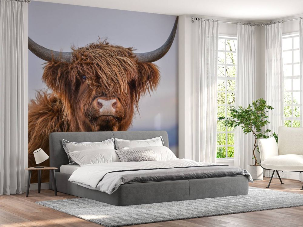 Starende Schotse hooglander