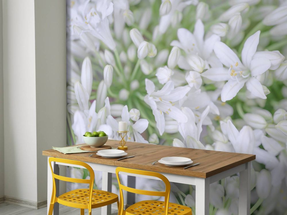African Lily