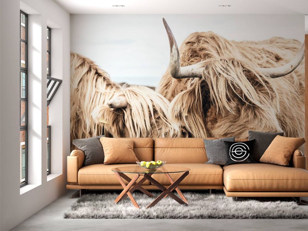 Twee Schotse hooglanders