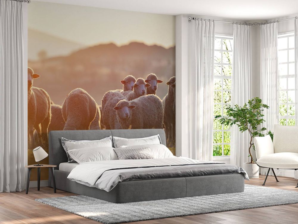 Opkijkende schapen