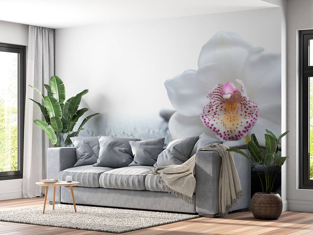 Witte orchidee