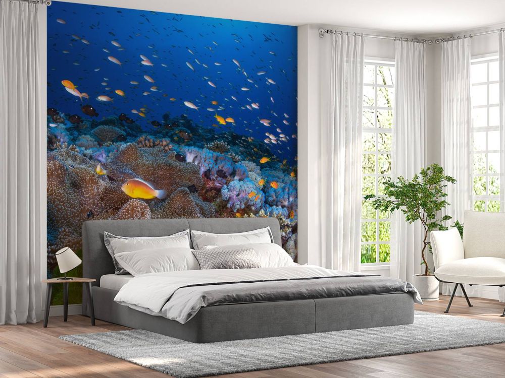Anemon and Anthias