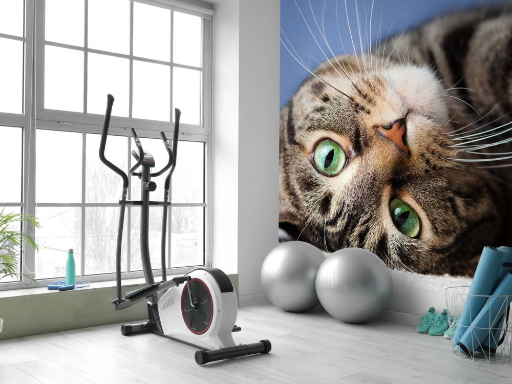 Rollende kat