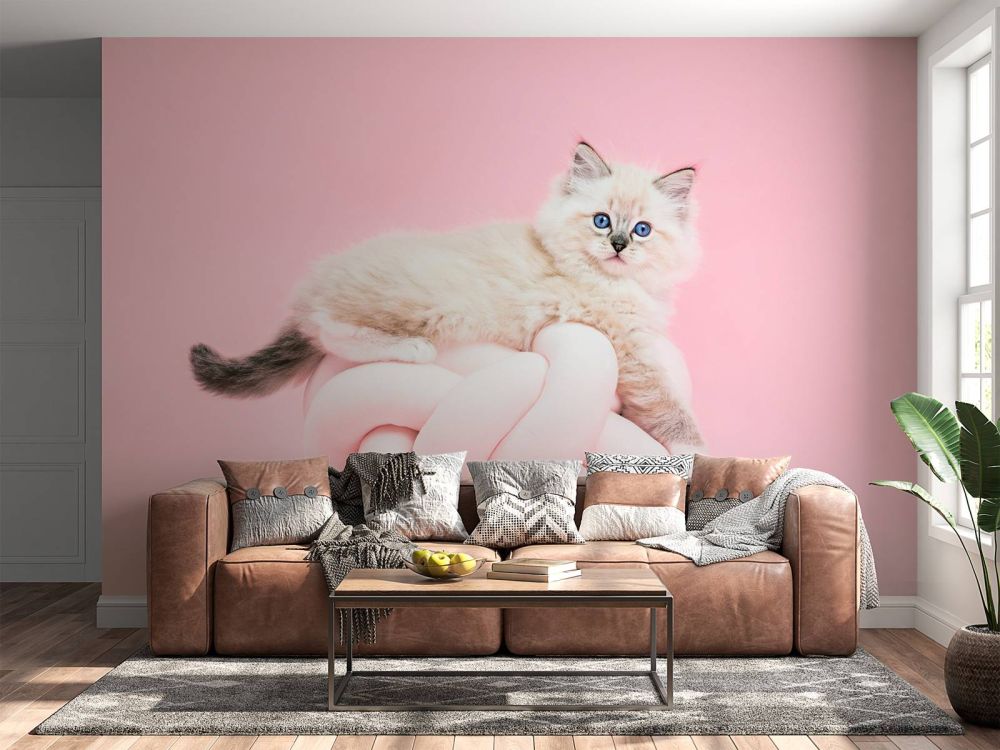 Witte poes op roze achtergrond
