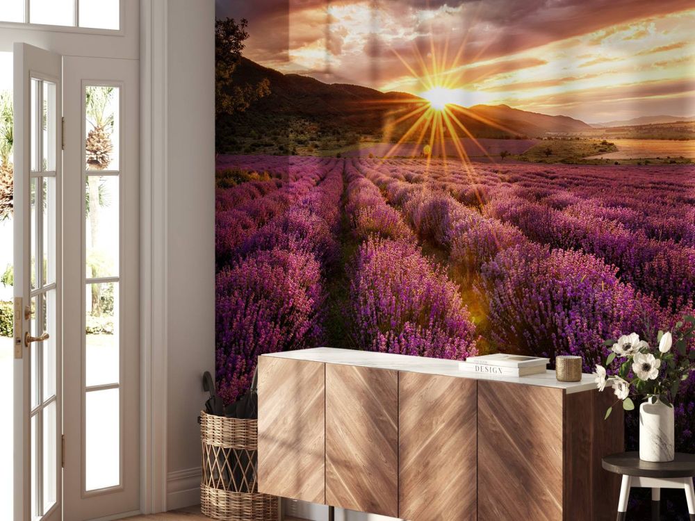 Lavendel onder de zon
