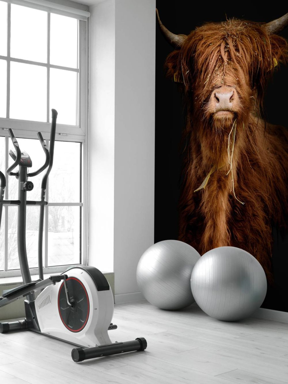 Portret Schotse hooglander