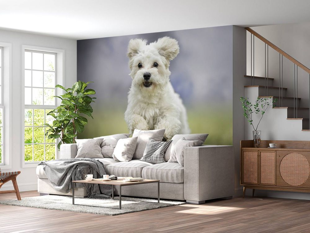 Rennende hond