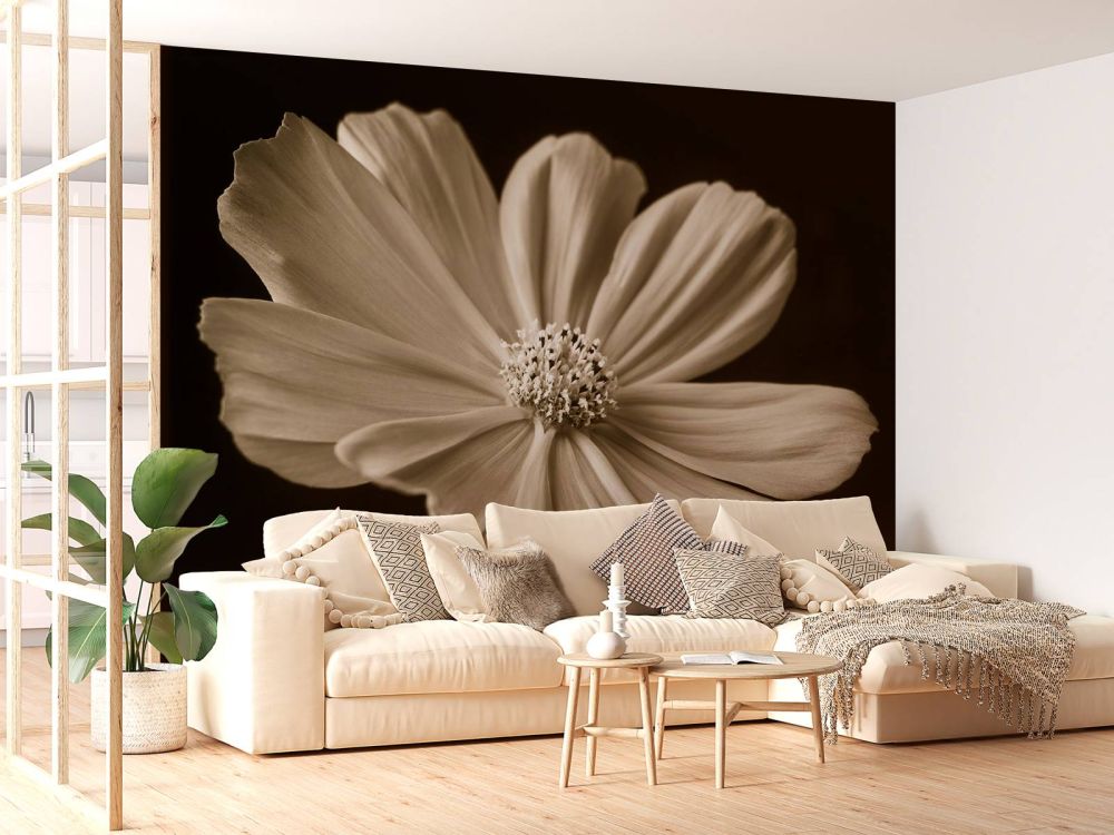 Cosmos bloem