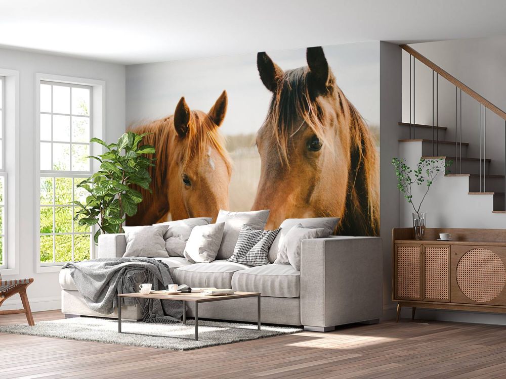 Twee paarden