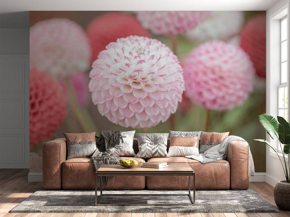 Roze dahlia bloemen