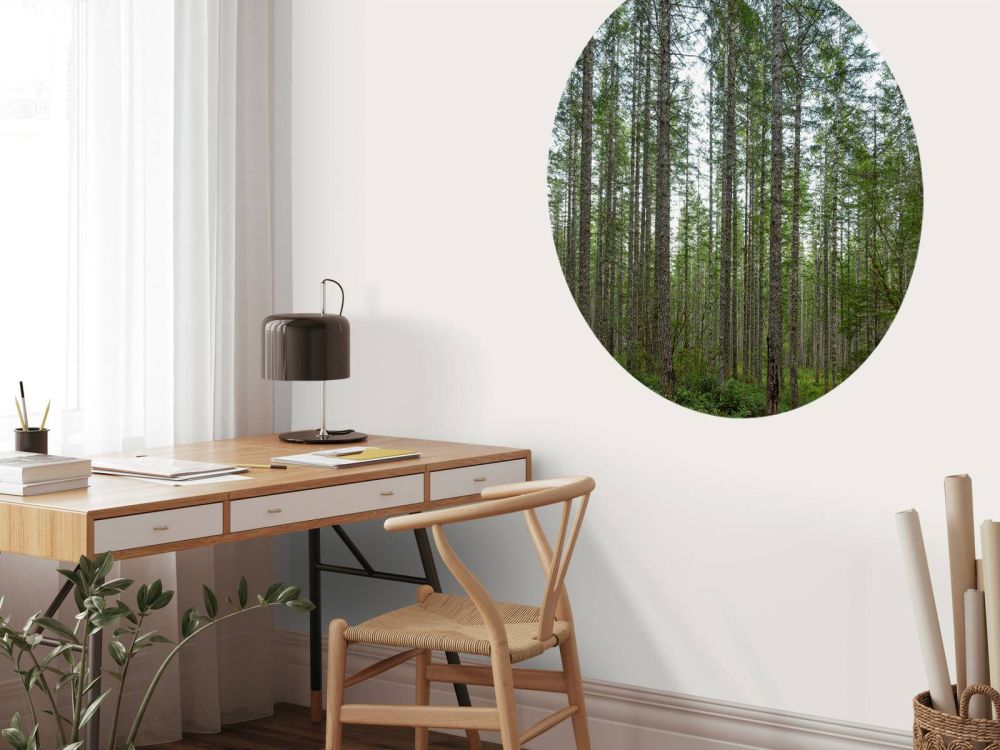 Hoge rechte bomen