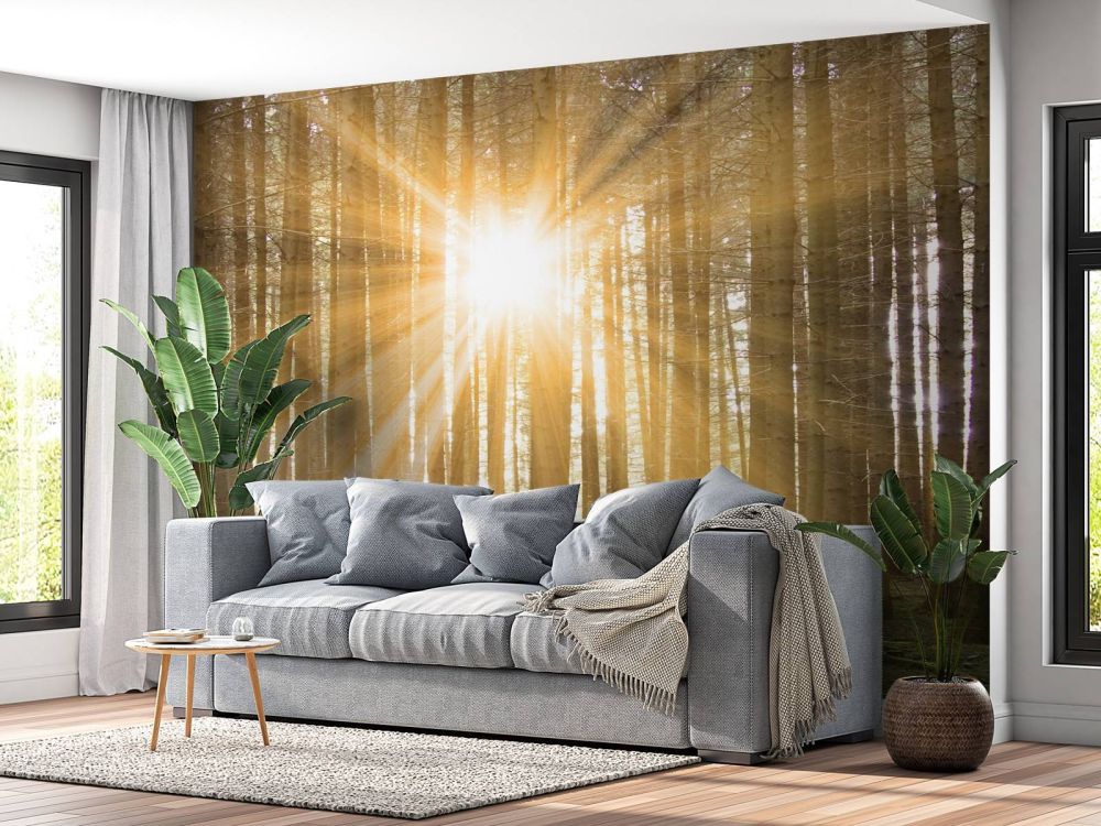 Dennenbos met zonnestralen