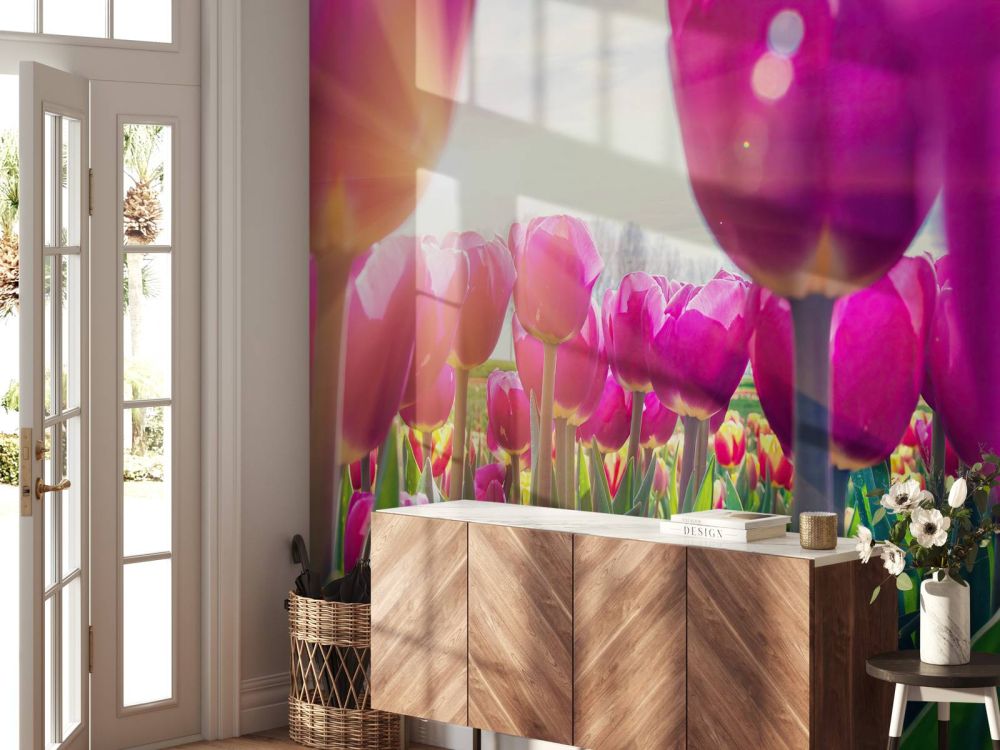 Tulpenveld roze