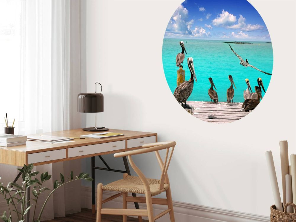 Caribische pelikaan
