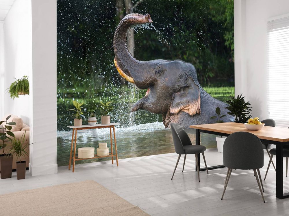 Olifant in water
