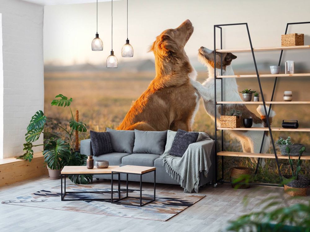 Omhoog kijkende honden