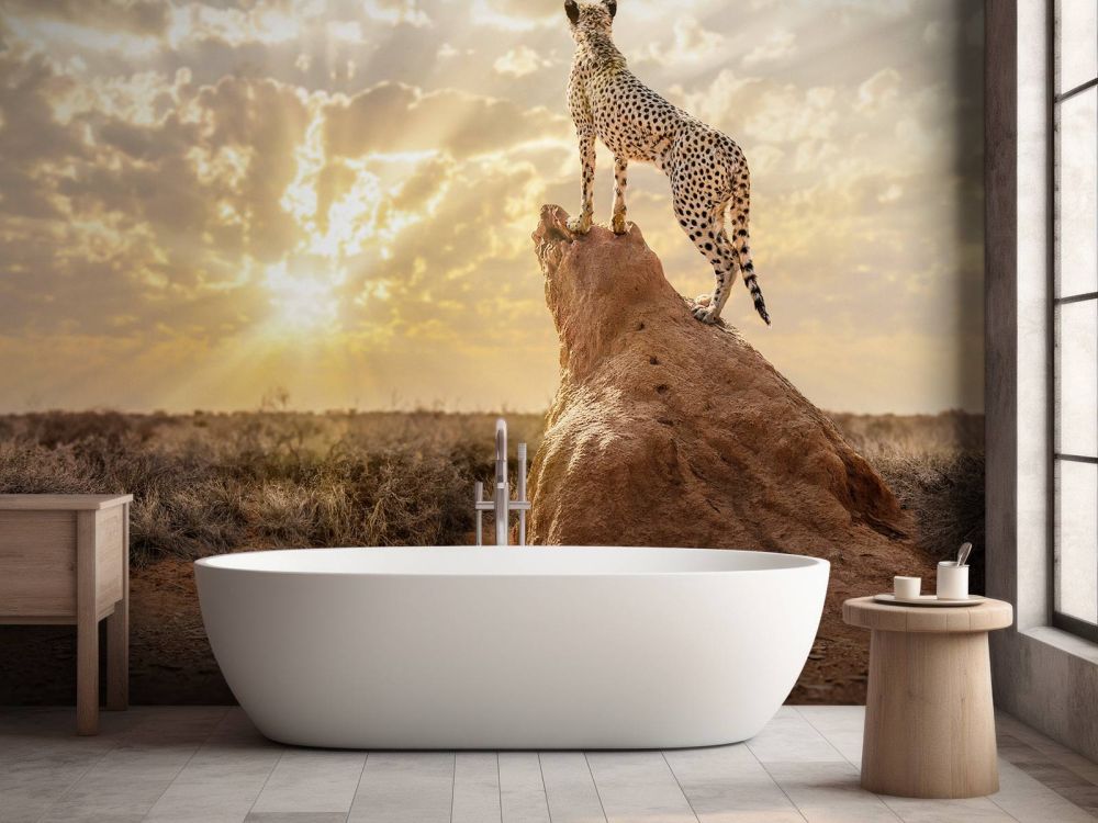 Sundown Cheetah