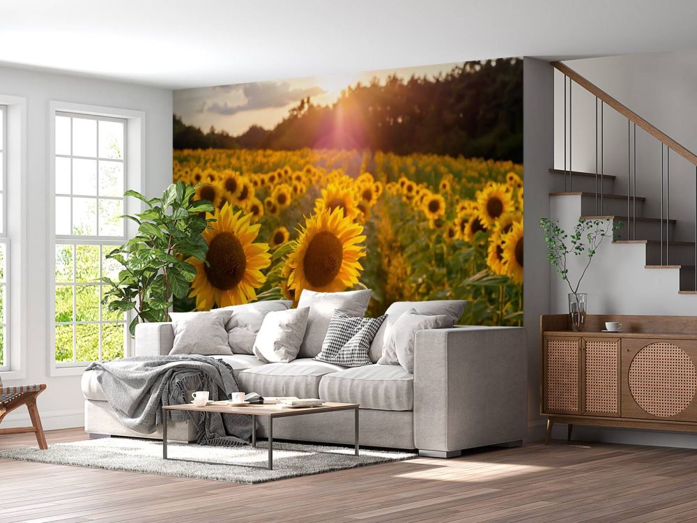 Zonnebloemen boerderij