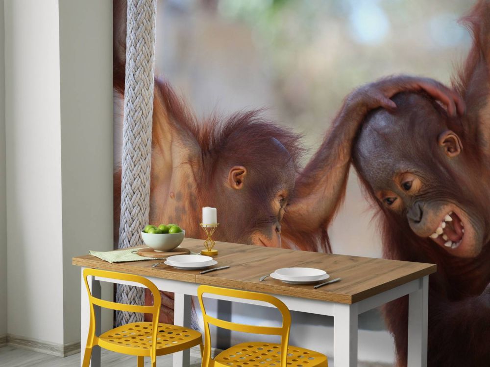 Baby orang oetans