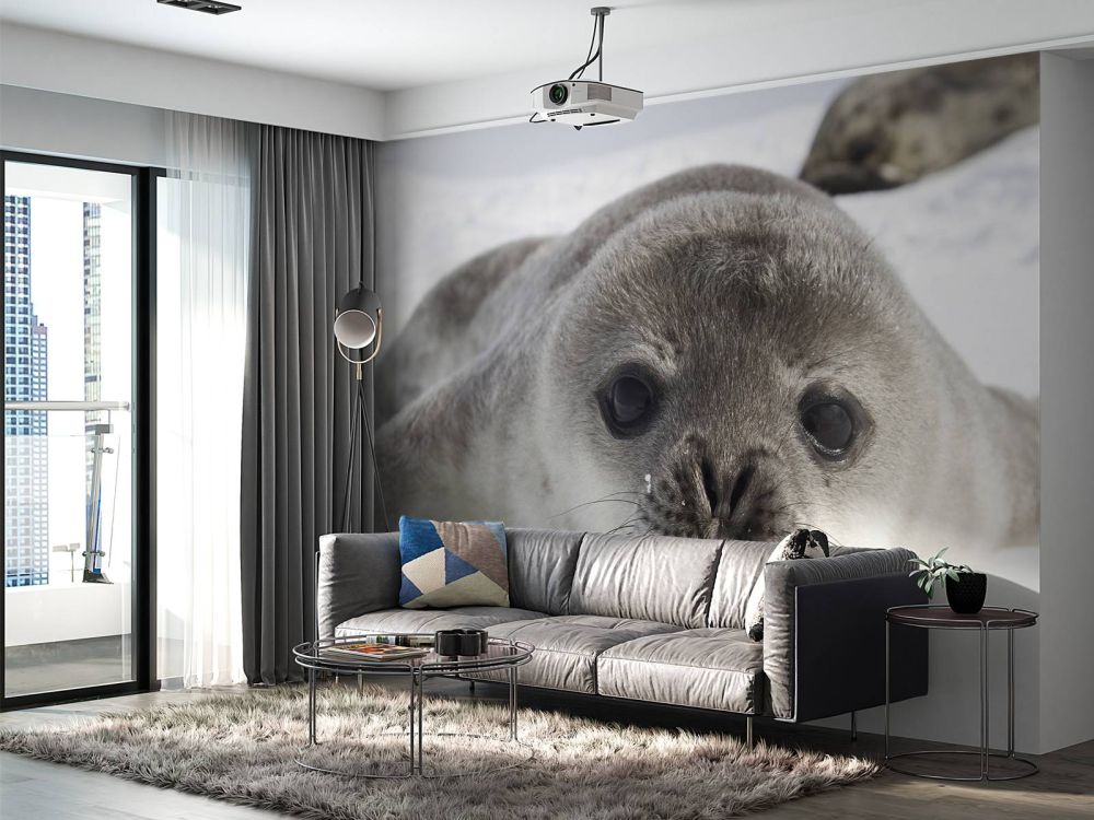 Close-up van een zeehond