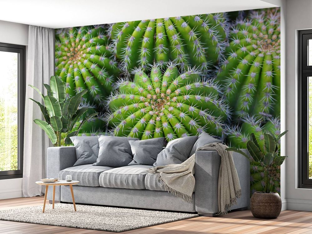 Cactussen