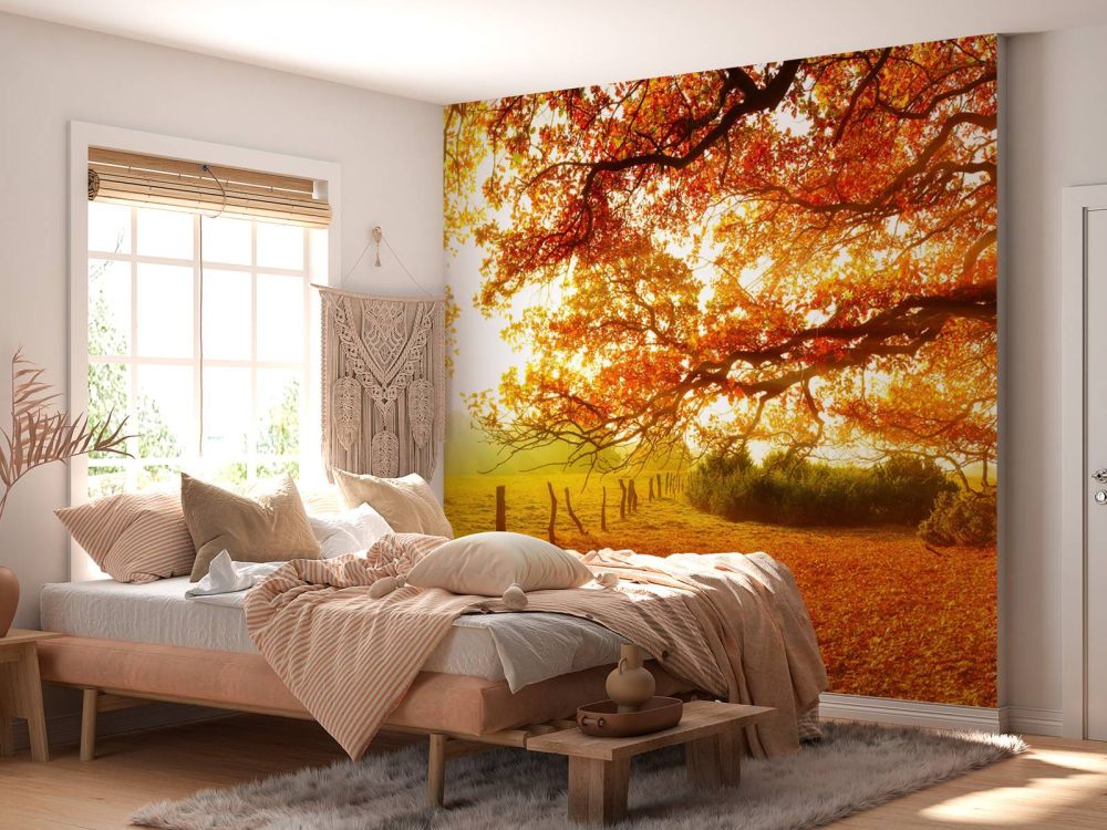 Herfstlandschap met bos en weide