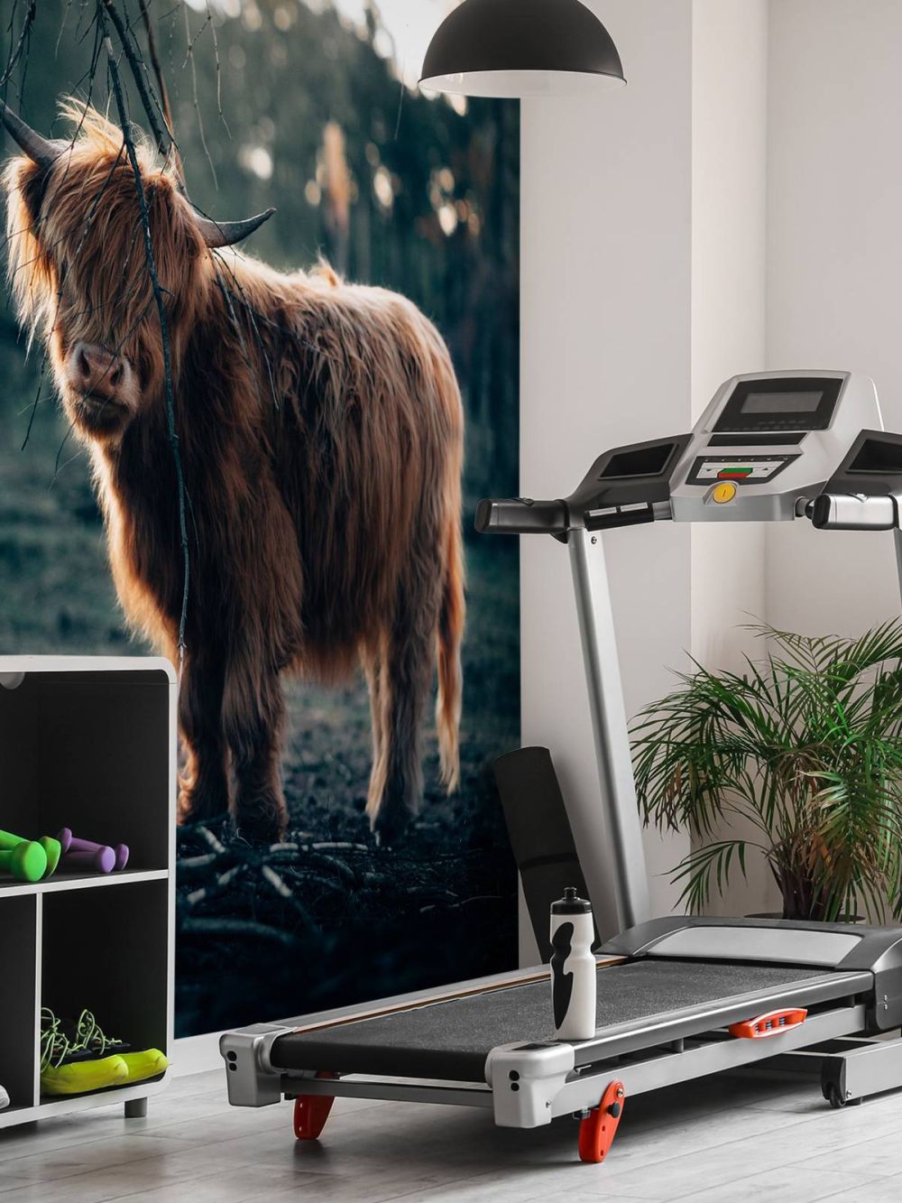 Schotse hooglander aan de bosrand