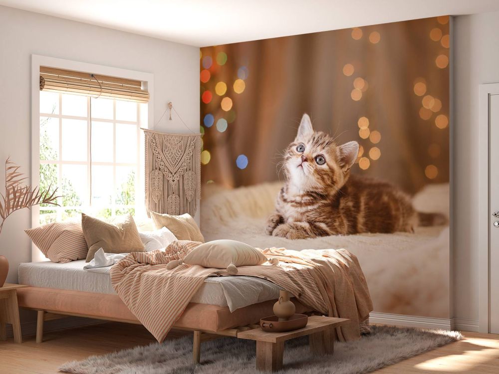 Schattige kitten