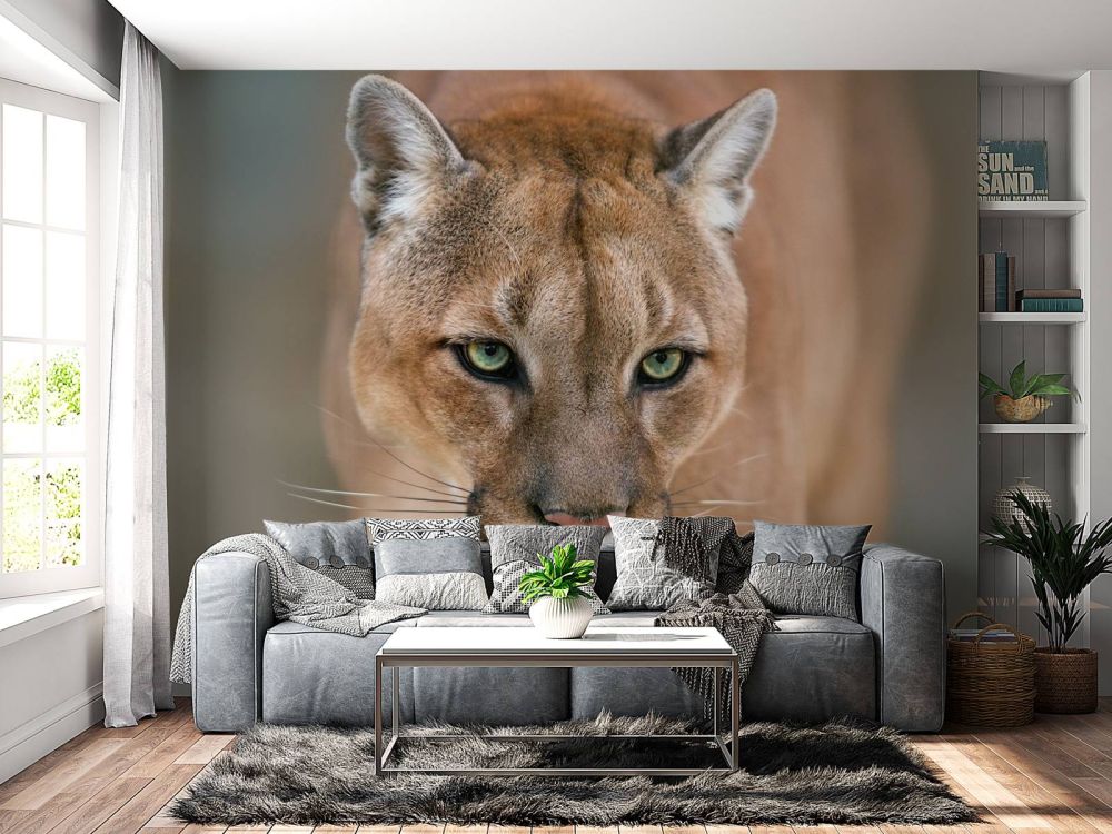 Puma close-up