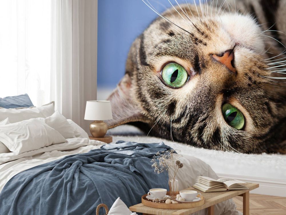 Rollende kat