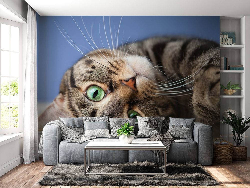 Rollende kat