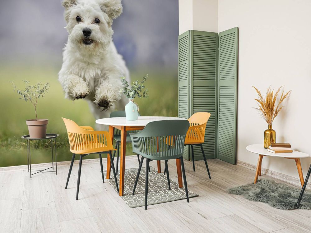 Rennende hond