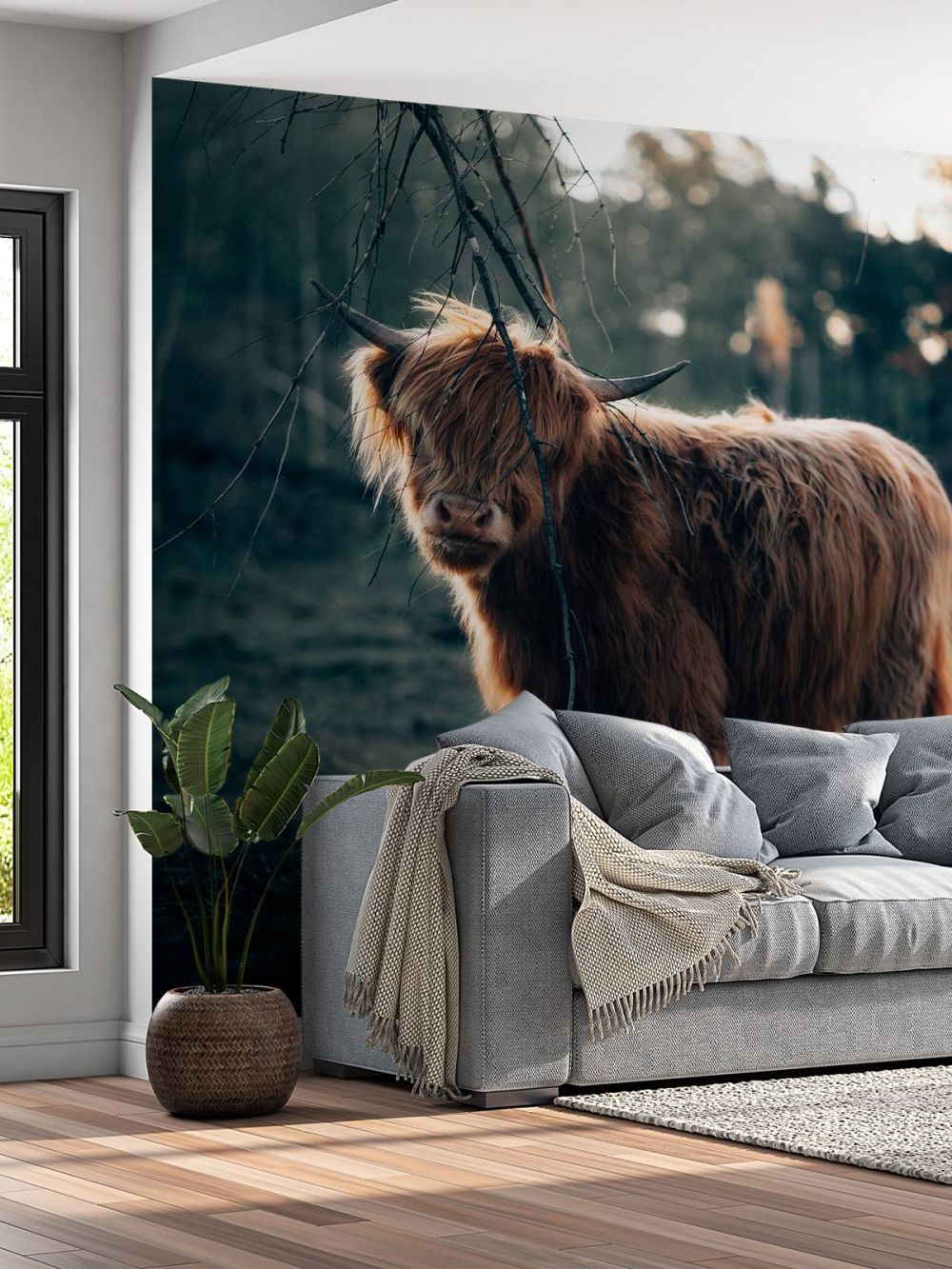 Schotse hooglander aan de bosrand