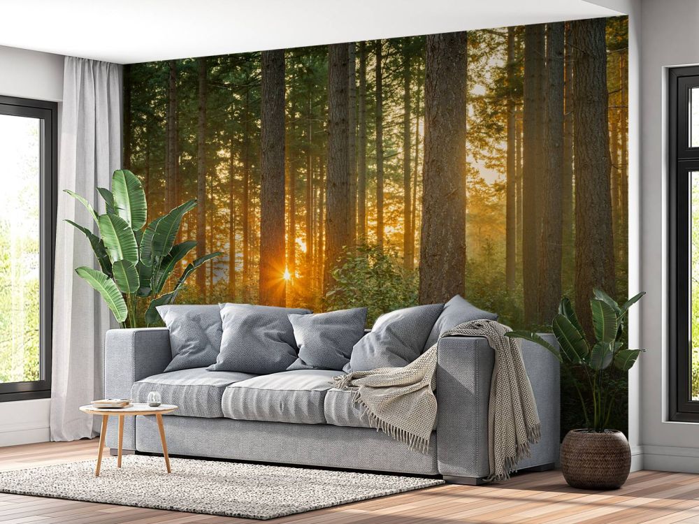 Zonnestralen in een naaldbos