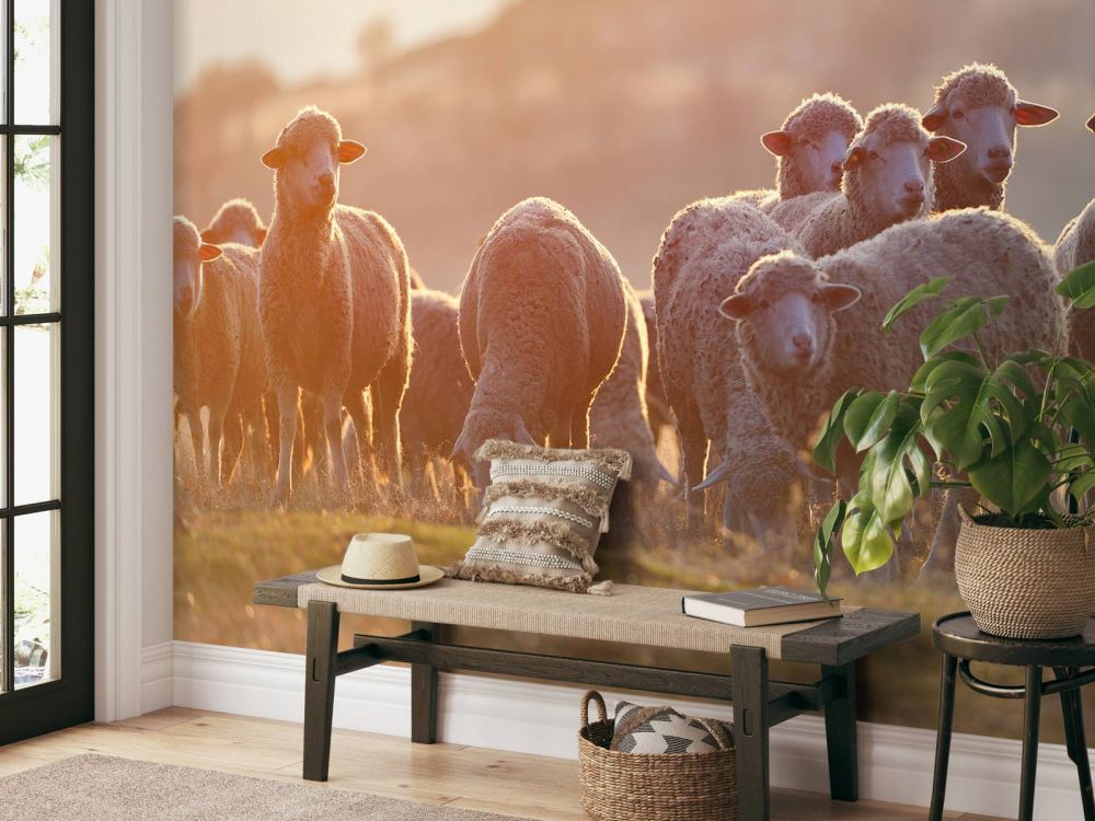 Opkijkende schapen