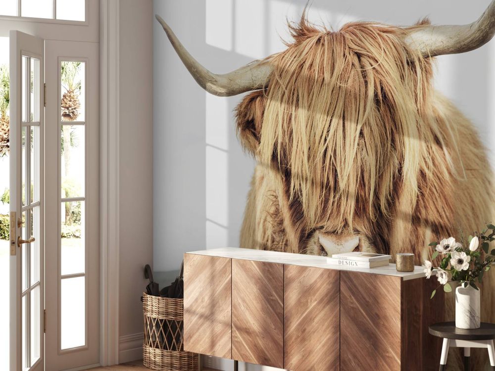 Close-up van een Schotse hooglander